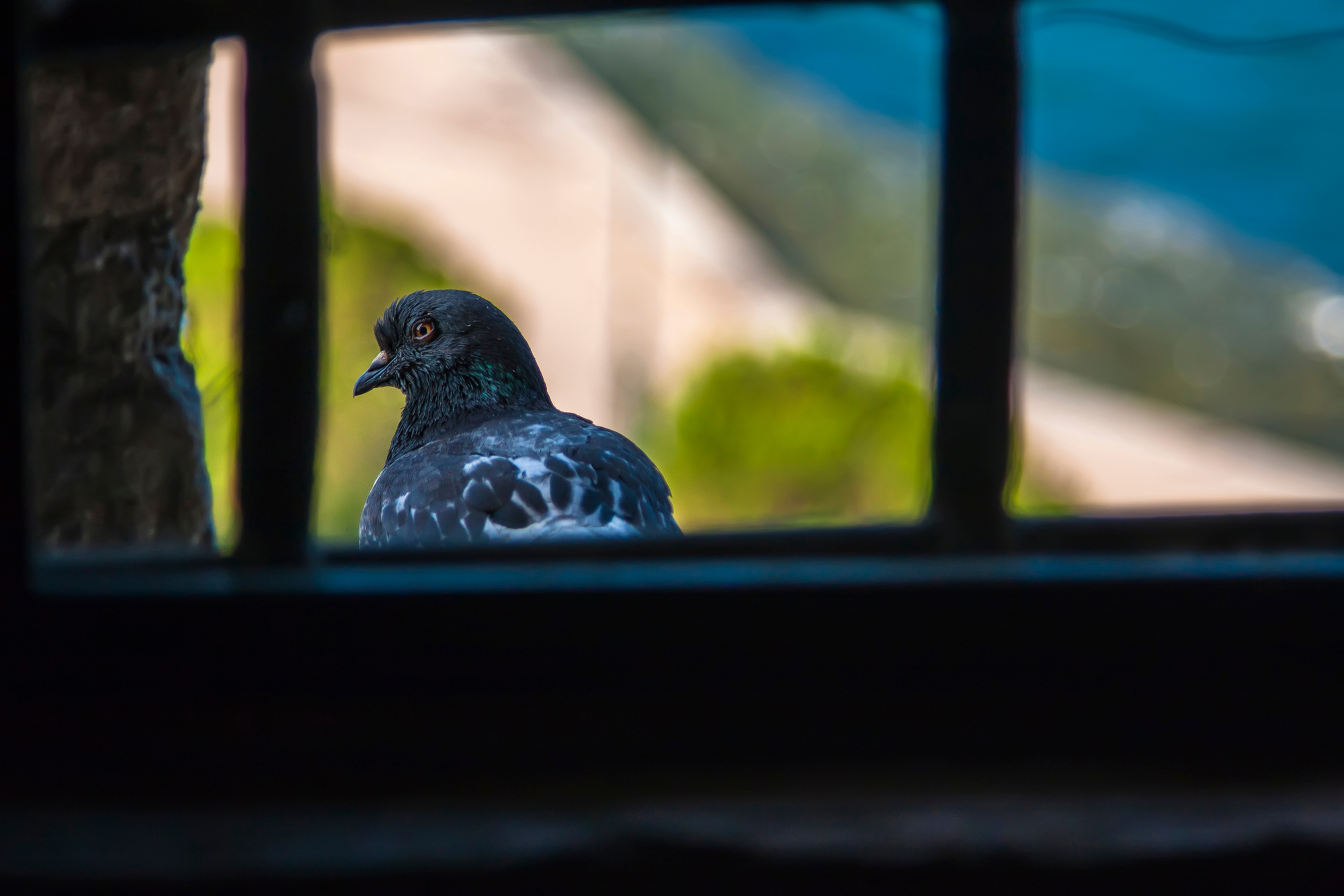 Pigeon on Window Sill